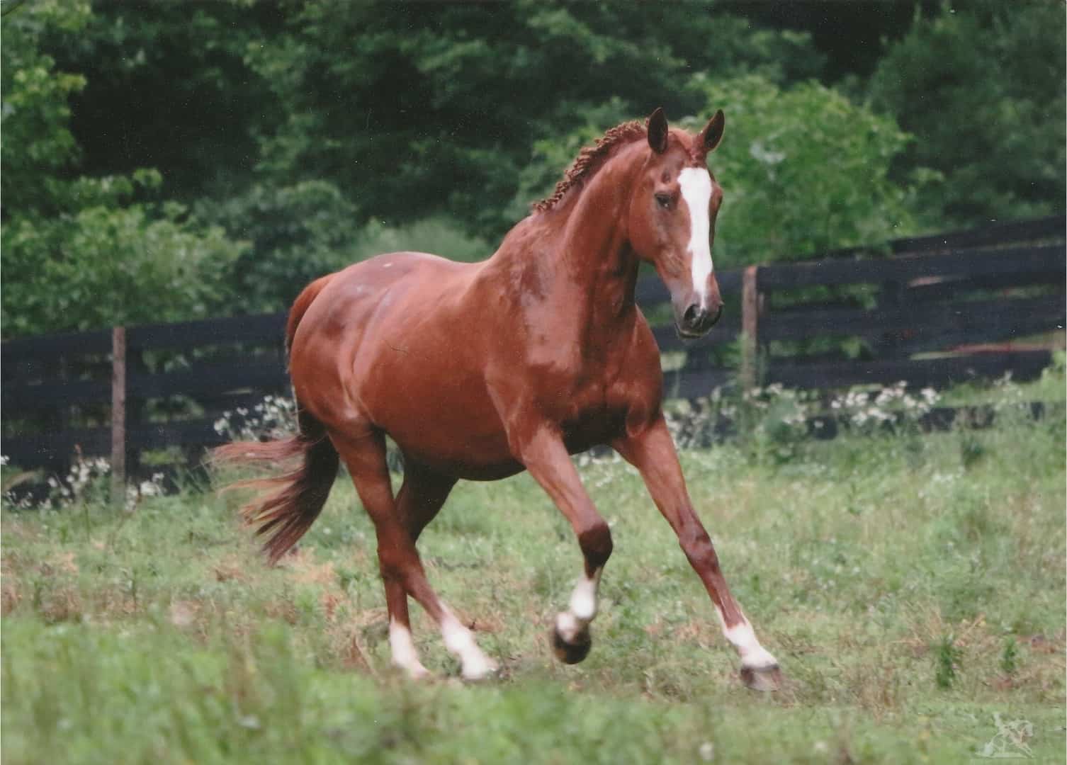 Chestnut horse in a field
