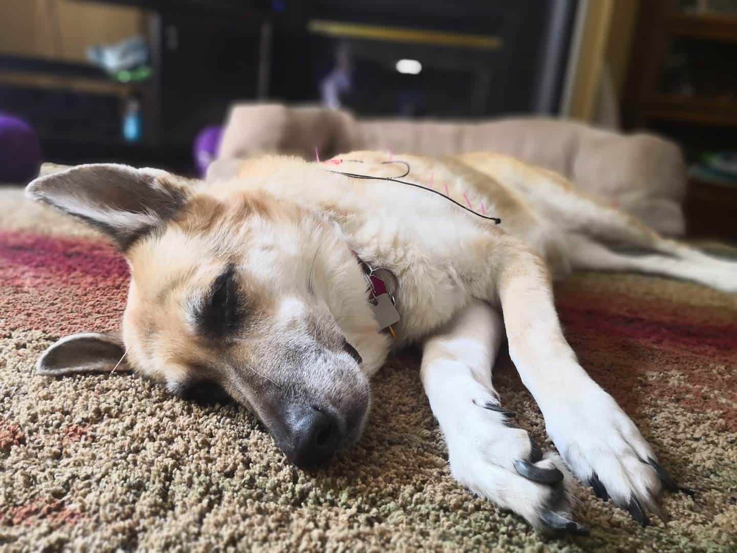 German shepherd on its side receiving acupuncture treatment