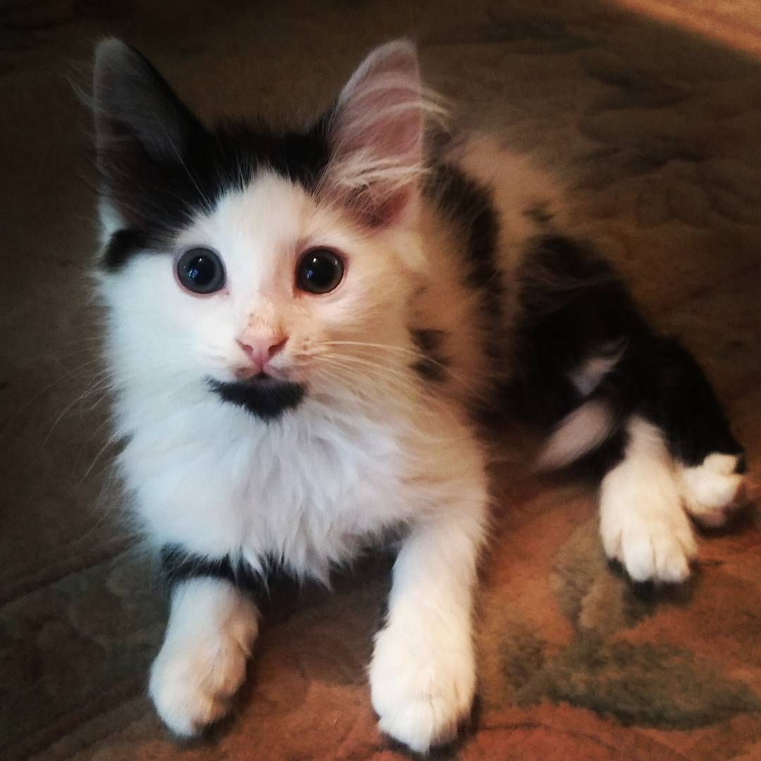 Cute black & white kitten