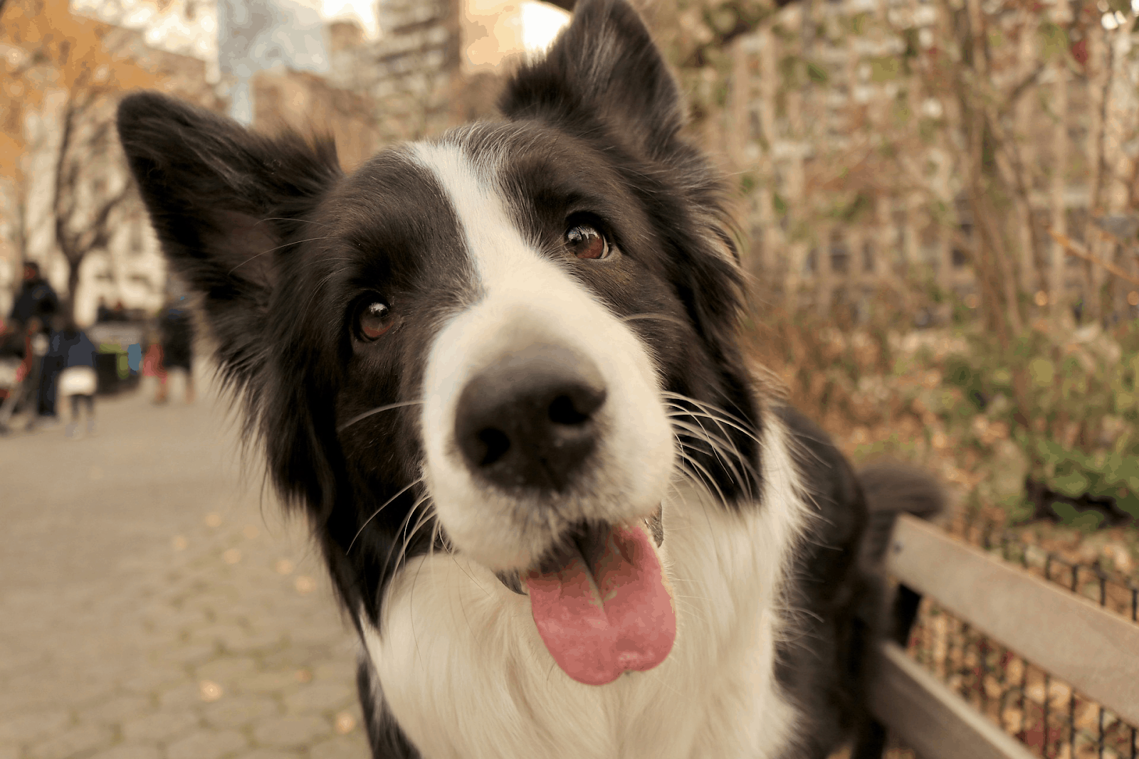 what do you need to take a dog across the us border